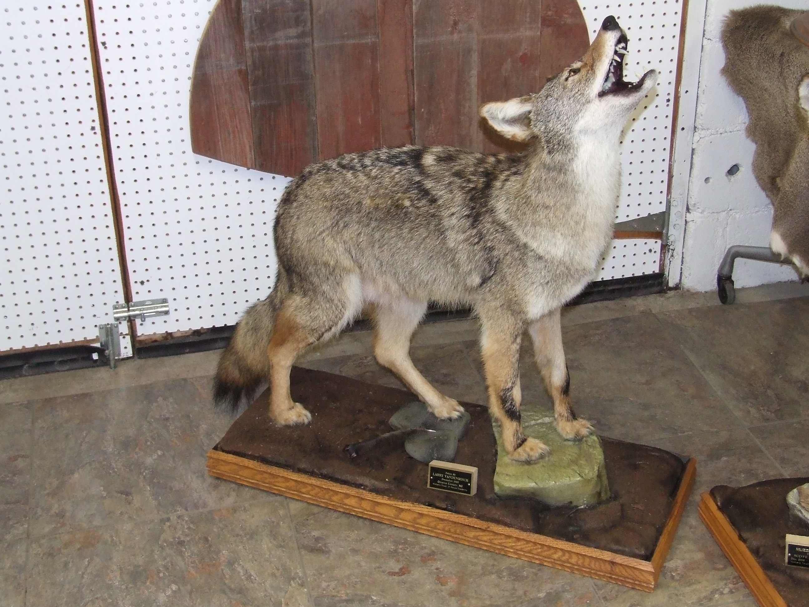 Walker's Touch Of Nature Taxidermy